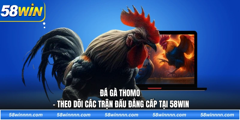 Đá gà Thomo - Theo dõi các trận đấu đẳng cấp tại 58WIN