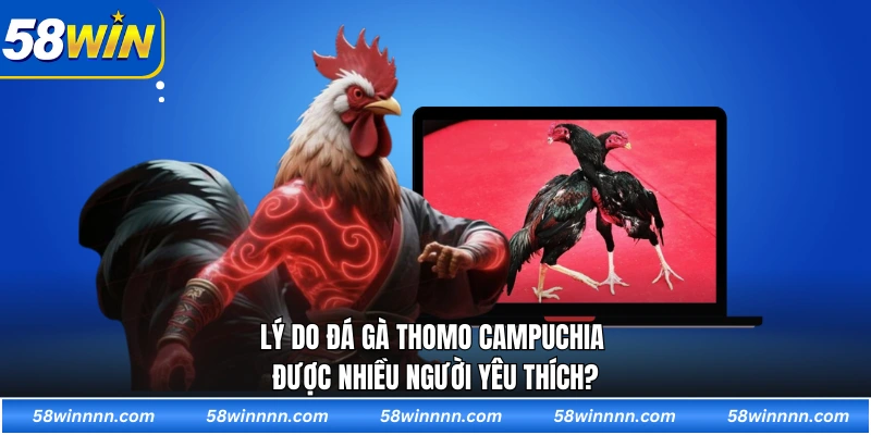 Lý do đá gà Thomo Campuchia được nhiều người yêu thích?
